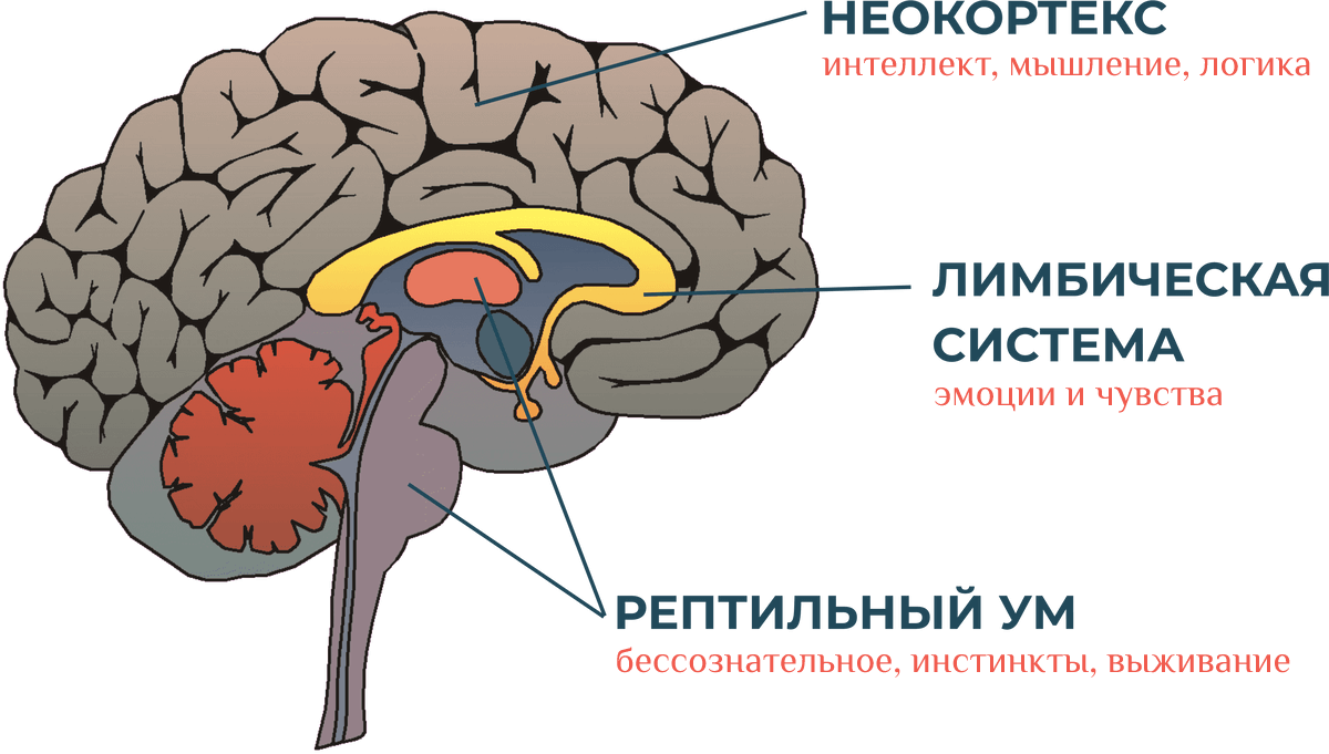 Древний рептильный мозг. Неокортекс. Рептильный мозг человека древний. Рептильный мозг чувства. Неокортекс это простыми словами